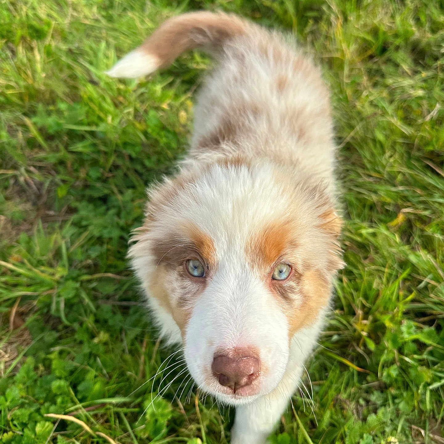 Utopie participe au concours pour gagner de l'argent avec cette photo : animal, canine, collie, dog, field, goldenretriever, grass, grassland, green, herbal, herbs, hound, husky, lawn, nature, outdoors, pet, plant, puppy, vegetation