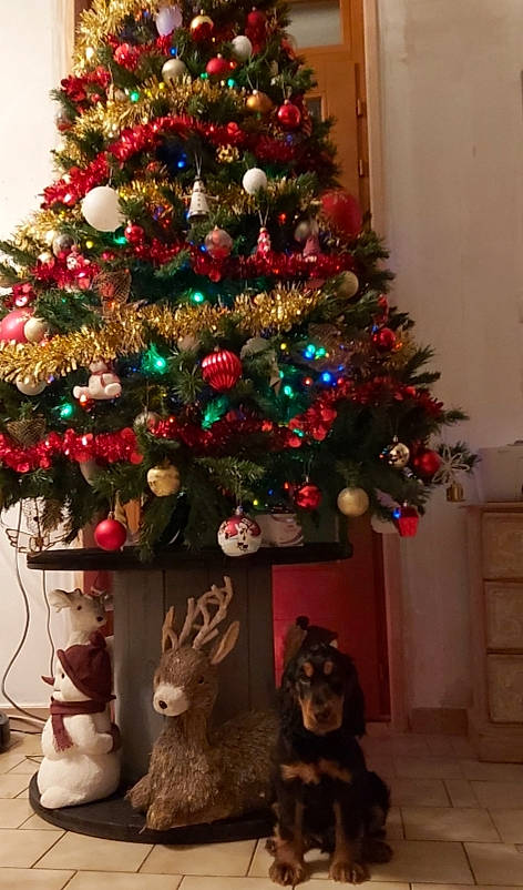 Plûto participe au concours pour gagner de l'argent avec cette photo : christmas, christmas_decoration, christmas_eve, christmas_ornament, christmas_tree, colorado_spruce, conifer, event, evergreen, fir, holiday_ornament, home, houseplant, interior_design, pine_family, plant, spruce, tradition, tree, woody_plant