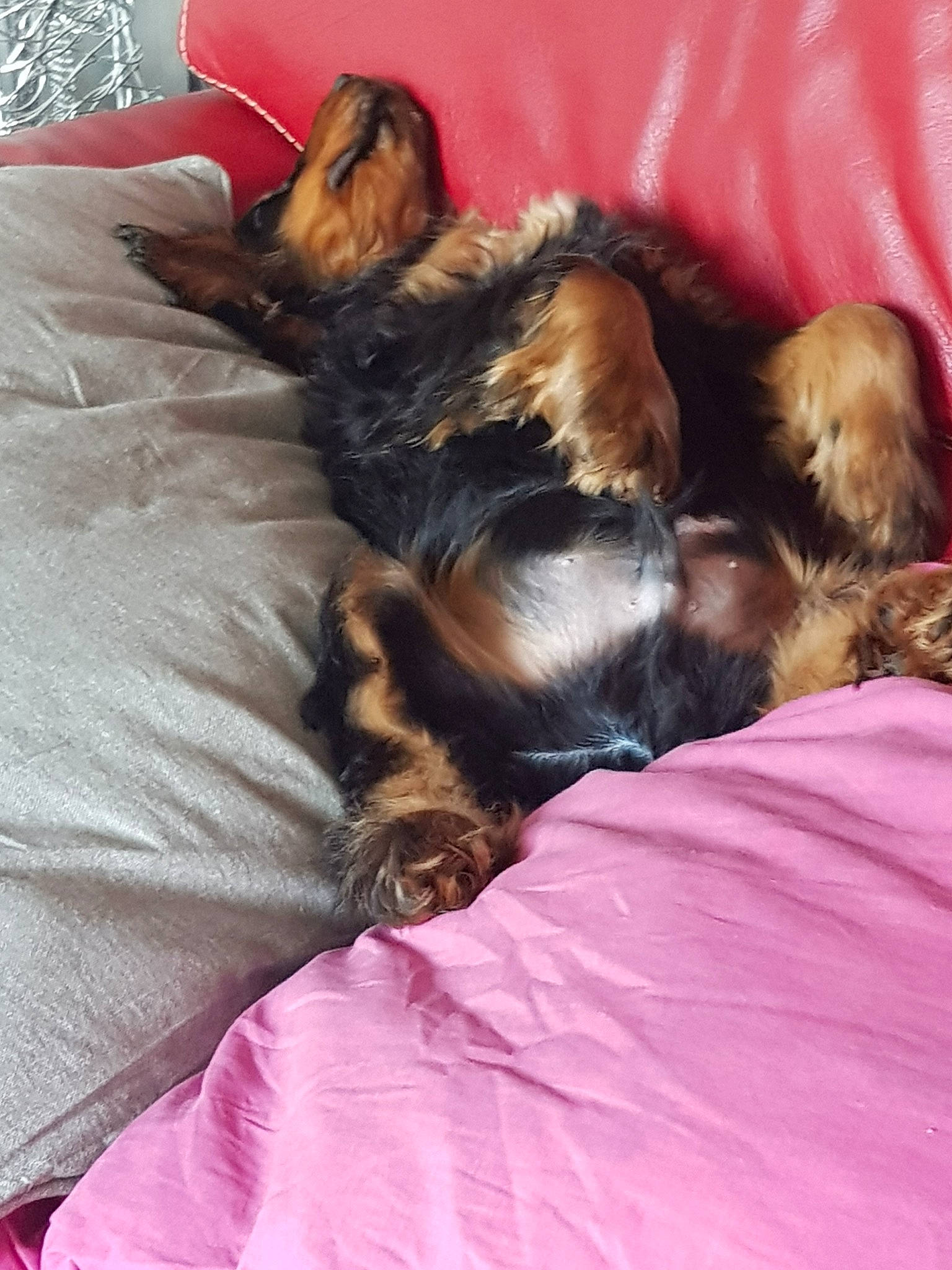 Plûto a rejoint le concours — aidez-le/la à gagner de superbes lots ! australian_silky_terrier, canidae, carnivore, companion_dog, dog, dog_breed, ear, fur, nap, puppy, puppy_love, sleep, sporting_group, terrier, toy_dog, yorkipoo, yorkshire_terrier