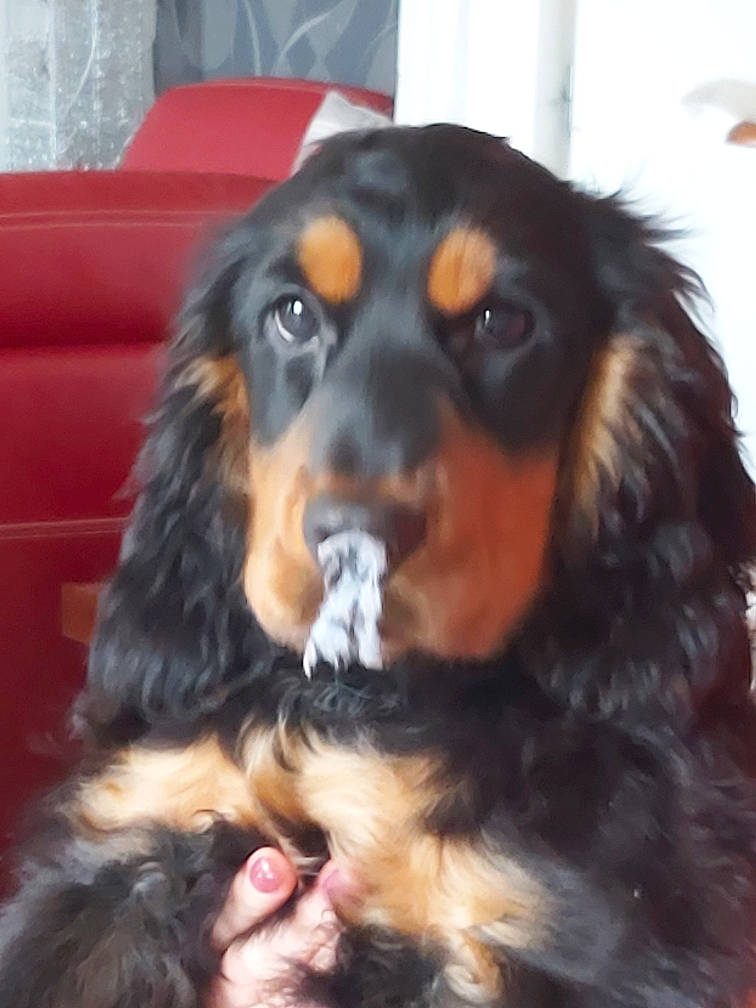 Plûto a rejoint le concours — aidez-le/la à gagner de superbes lots ! canidae, carnivore, cavalier_king_charles_spaniel, cocker_spaniel, companion_dog, dog, dog_breed, english_cocker_spaniel, fawn, gordon_setter, hovawart, king_charles_spaniel, mammal, rare_breed_dog, russian_spaniel, setter, snout, spaniel, sporting_group, vertebrate