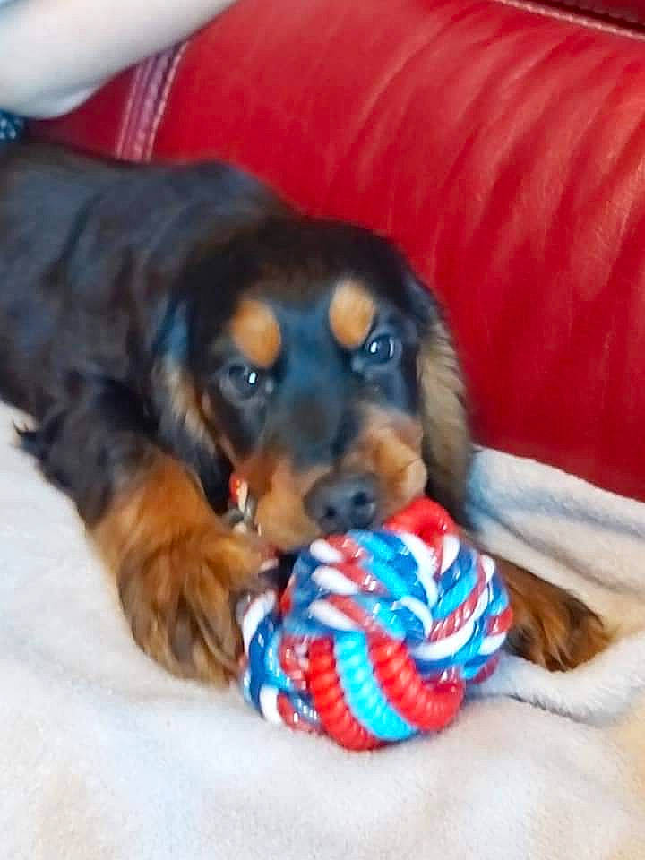 Plûto a rejoint le concours — aidez-le/la à gagner de superbes lots ! canidae, carnivore, cavalier_king_charles_spaniel, companion_dog, dog, dog_breed, dog_toy, gordon_setter, puppy, setter, spaniel, sporting_group
