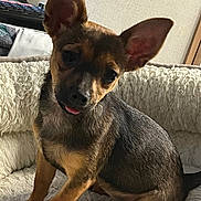 Amy is registered to the contest to win money with this photo: dog, puppy, pet, ears, tongue, bed, indoor, fur, cute, animal, canine, small_dog, sitting, curious, fluffy, portrait, domestic, companion, relaxed, cozy
