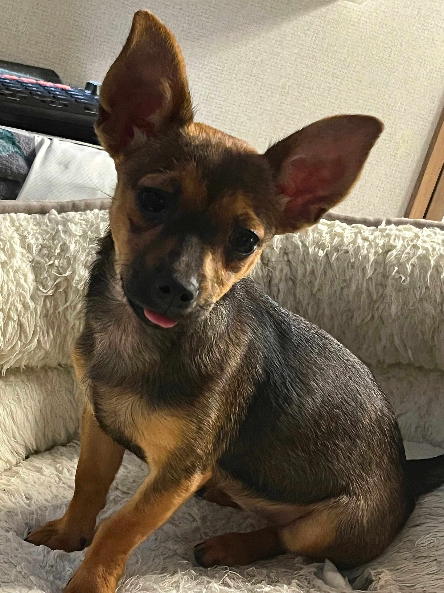 Amy
