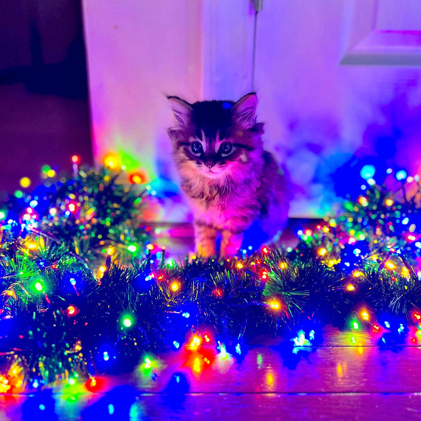 Zuki