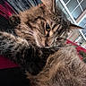 cat, tabby, fur, paw, indoor, window, blanket, red, black, plaid, furniture, cozy, relaxed, pet, animal, whiskers, household, home, cushion, resting