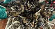 Zuki is registered to the contest to win money with this photo: kitten, cat, tabby, animal, pet, feline, cute, whiskers, fur, young, claw, ears, eyes, indoor, holding, closeup, cuddle, group, soft, domestic