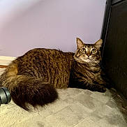 Zuki joined the competition — help win amazing prizes! alert, animal, brown, carpet, cat, curious, cute, domestic, ears, floor, fluffy_tail, furniture, indoor, mammal, pet, relaxed, striped, tabby, whiskers, wide_eyes