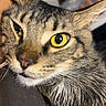 cat, tabby, close_up, yellow_eyes, wet_fur, resting, indoor, pet, animal, feline, whiskers, ears, fur, face, cute, cozy, portrait, domestic_animal, relaxed, background_blur