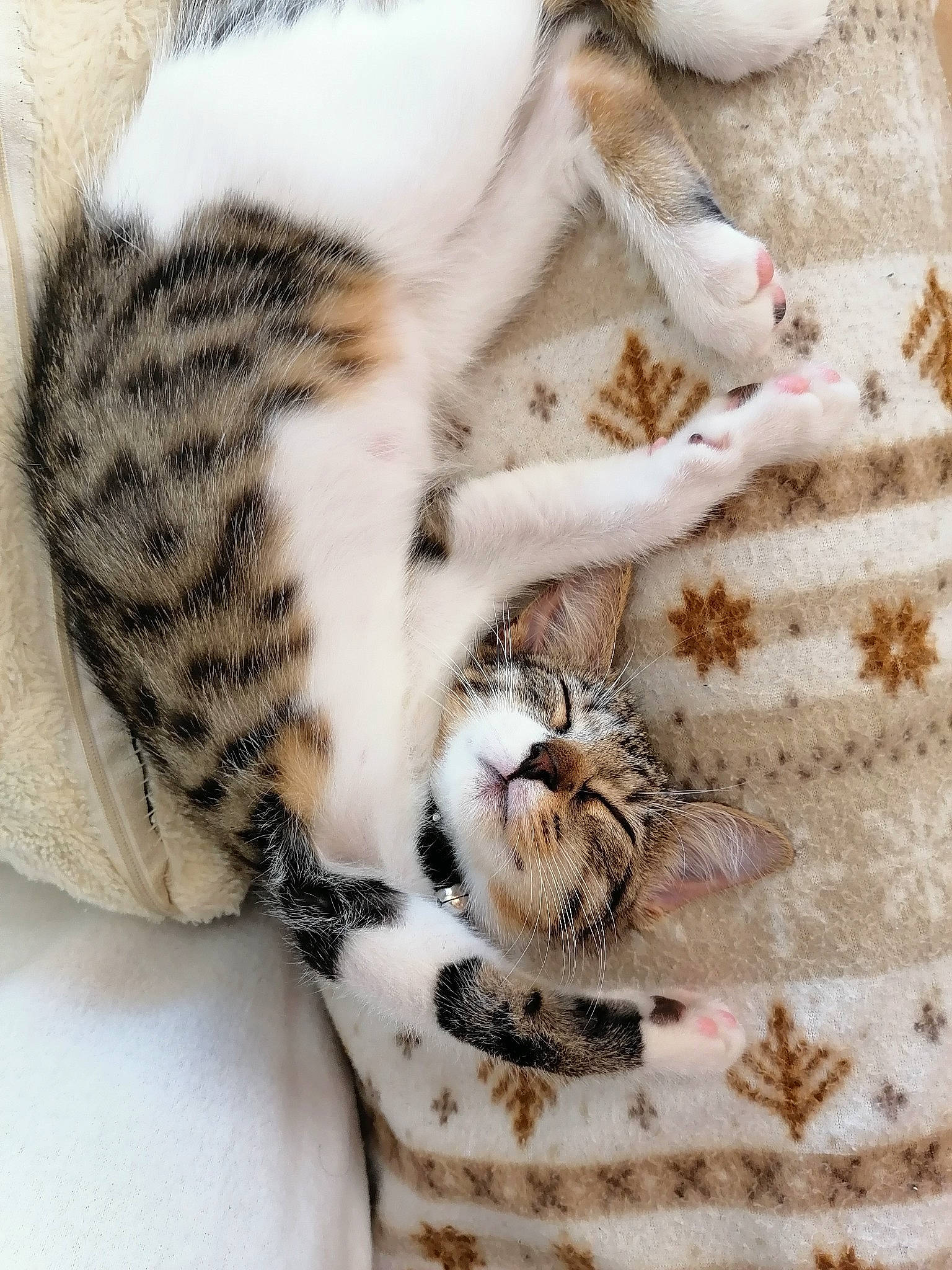 Nanao a rejoint le concours — aidez-le/la à gagner de superbes lots ! big_cats, carnivore, cat, claw, comfort, domestic_short_haired_cat, fawn, felidae, fur, linens, pattern, paw, small_to_medium_sized_cats, snout, tail, terrestrial_animal, whiskers, white, wildlife, wood