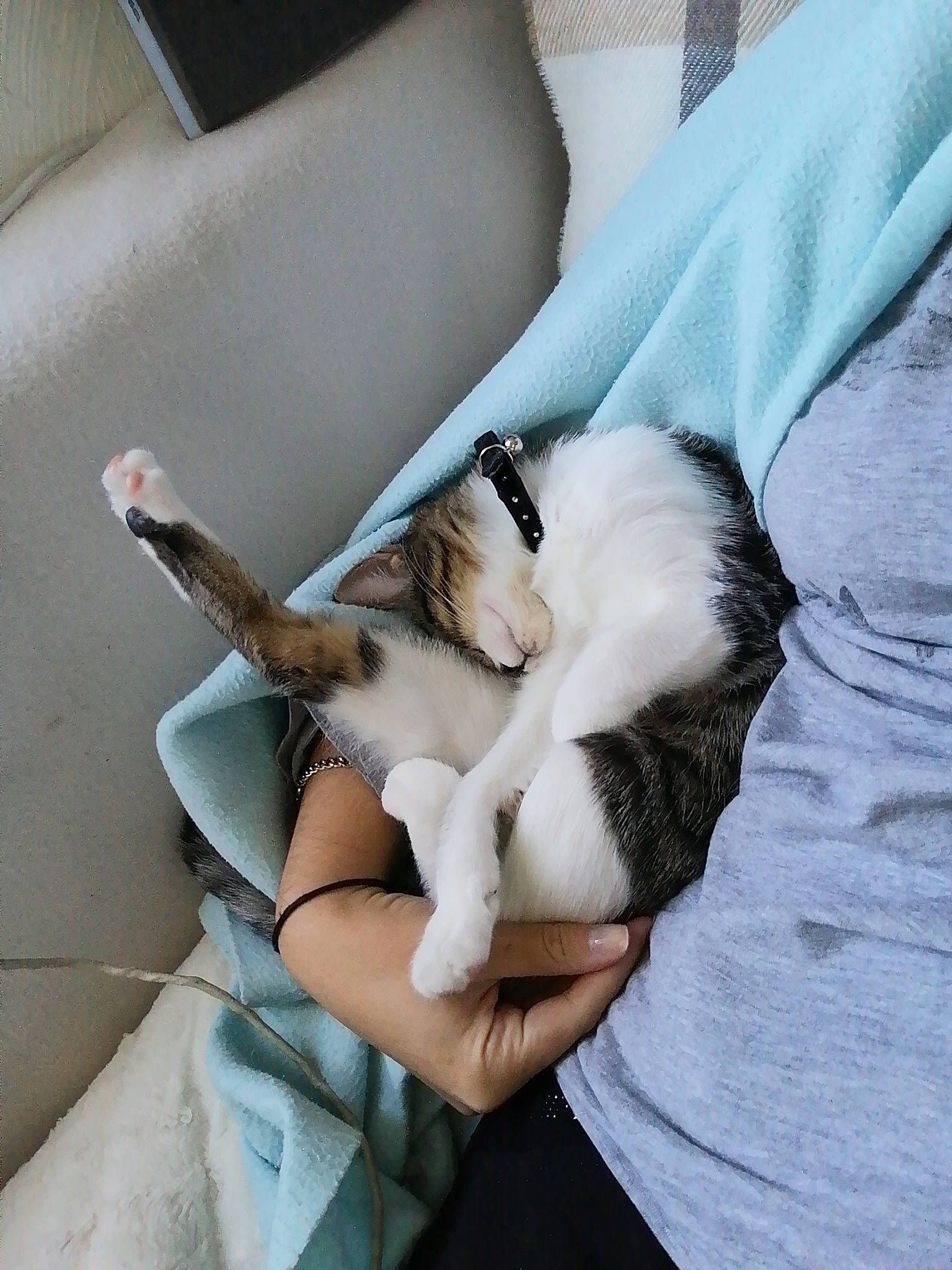 Nanao participe au concours pour gagner de l'argent avec cette photo : beard, carnivore, cat, comfort, companion_dog, couch, dog_breed, fawn, felidae, fur, grey, human_leg, knee, linens, paw, small_to_medium_sized_cats, tail, thigh, whiskers, window