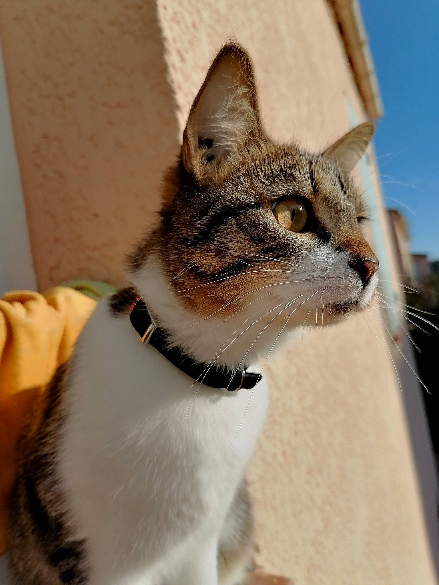 Nanao a rejoint le concours — aidez-le/la à gagner de superbes lots ! carnivore, cat, collar, domestic_short_haired_cat, eyewear, felidae, fur, grass, paw, pet_supply, sky, small_to_medium_sized_cats, snout, tail, terrestrial_animal, tree, whiskers, wildlife, window