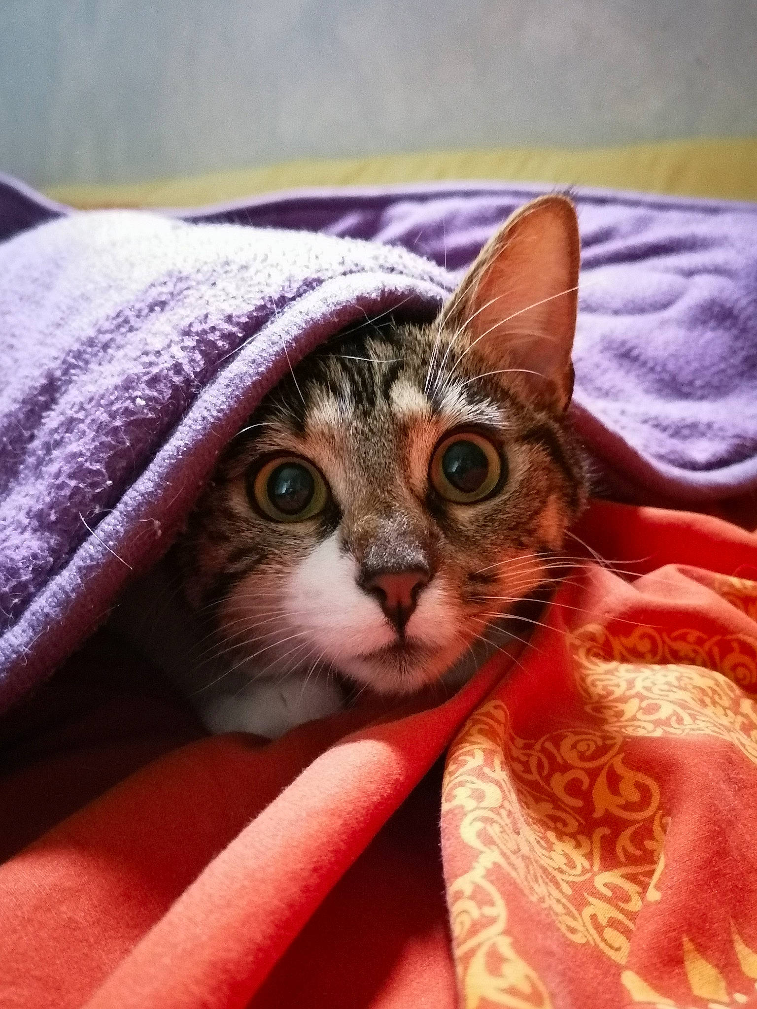 Nanao participe au concours pour gagner de l'argent avec cette photo : carnivore, cat, comfort, domestic_short_haired_cat, eye, fawn, felidae, fur, linens, magenta, nail, pattern, paw, peach, pink, small_to_medium_sized_cats, snout, thread, whiskers