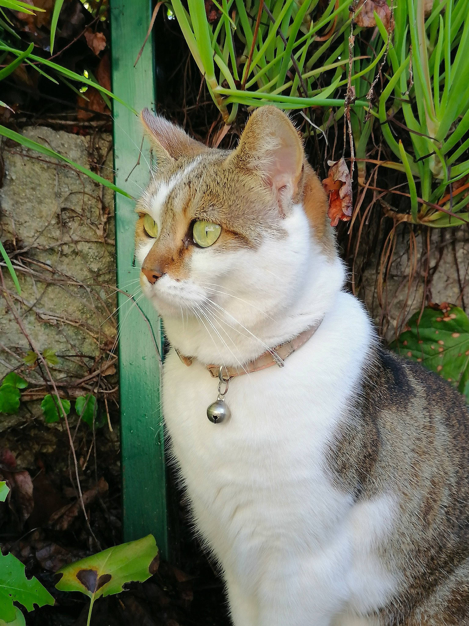 Chipie participe au concours pour gagner de l'argent avec cette photo : carnivore, cat, collar, domestic_short_haired_cat, fawn, felidae, fur, grass, groundcover, organism, plant, small_to_medium_sized_cats, snout, tail, terrestrial_animal, terrestrial_plant, tree, trunk, whiskers, wildlife