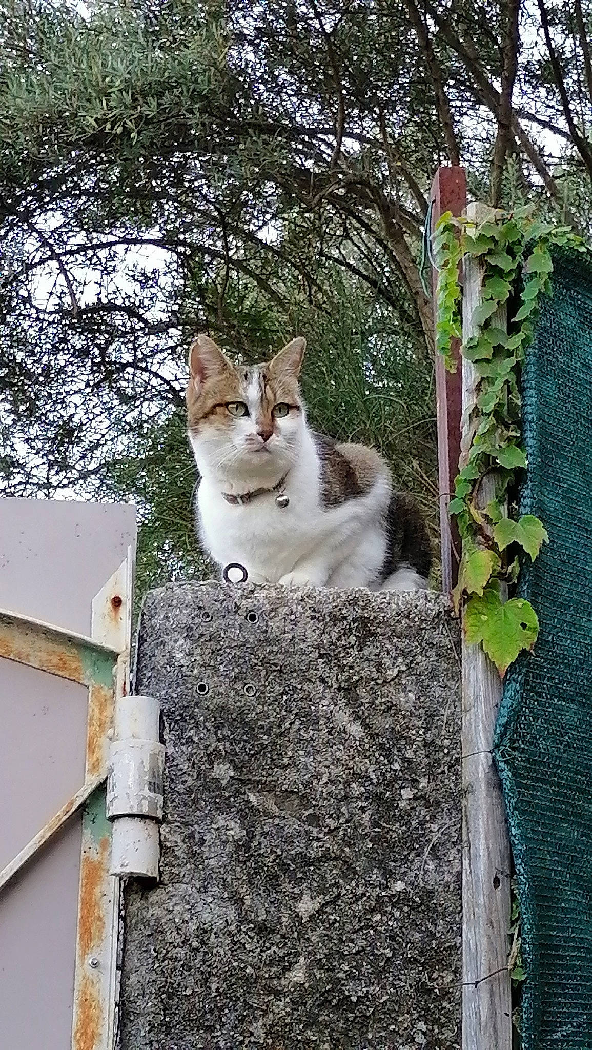 Chipie a rejoint le concours — aidez-le/la à gagner de superbes lots ! art, carnivore, cat, domestic_short_haired_cat, door, fawn, felidae, fur, grass, plant, roof, small_to_medium_sized_cats, snout, tail, tree, trunk, twig, whiskers, wildlife, wood