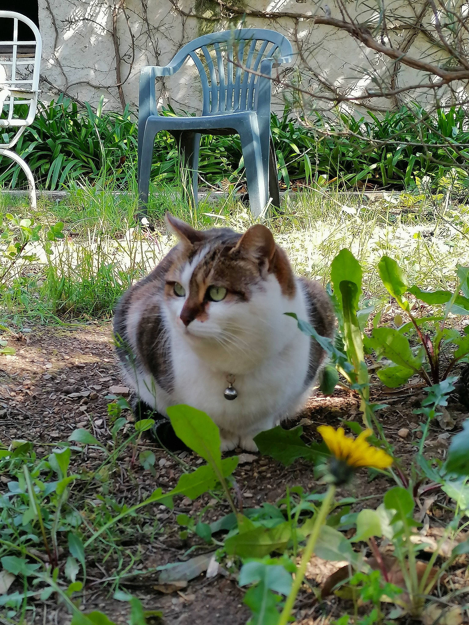 Chipie a rejoint le concours — aidez-le/la à gagner de superbes lots ! botany, carnivore, cat, chair, domestic_short_haired_cat, fawn, felidae, flower, fur, garden, grass, grass_family, groundcover, lawn, leaf, plant, small_to_medium_sized_cats, tail, whiskers, window