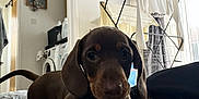 Rolo is registered to the contest to win money with this photo: animal, blanket, brown, cozy, curious, cute, dachshund, dog, drying_rack, floor, fur, home, indoor, laundry, pet, puppy, resting, small_dog, soft_texture, washing_machine