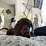 animal, blanket, brown, cozy, curious, cute, dachshund, dog, drying_rack, floor, fur, home, indoor, laundry, pet, puppy, resting, small_dog, soft_texture, washing_machine