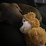 Rolo joined the competition — help win amazing prizes! animal, brown, closeup, comfort, cuddle, dark, dog, friendship, fur, indoor, nap, pet, quiet, relaxation, rest, sleeping, soft, stuffed_toy, teddy_bear, toy