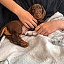 Rolo joined the competition — help win amazing prizes! affection, animal, blanket, brown, closeup, comfort, cozy, cuddle, cute, dachshund, dog, fur, hands, indoor, person, pet, puppy, resting, soft, young