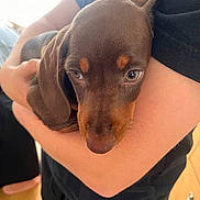 Rolo joined the competition — help win amazing prizes! animal, arms, black_clothing, brown, close_up, comfort, cuddle, cute, dog, ears, eyes, fur, holding, indoor, person, pet, puppy, tan, wood_floor, young