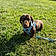 Rolo