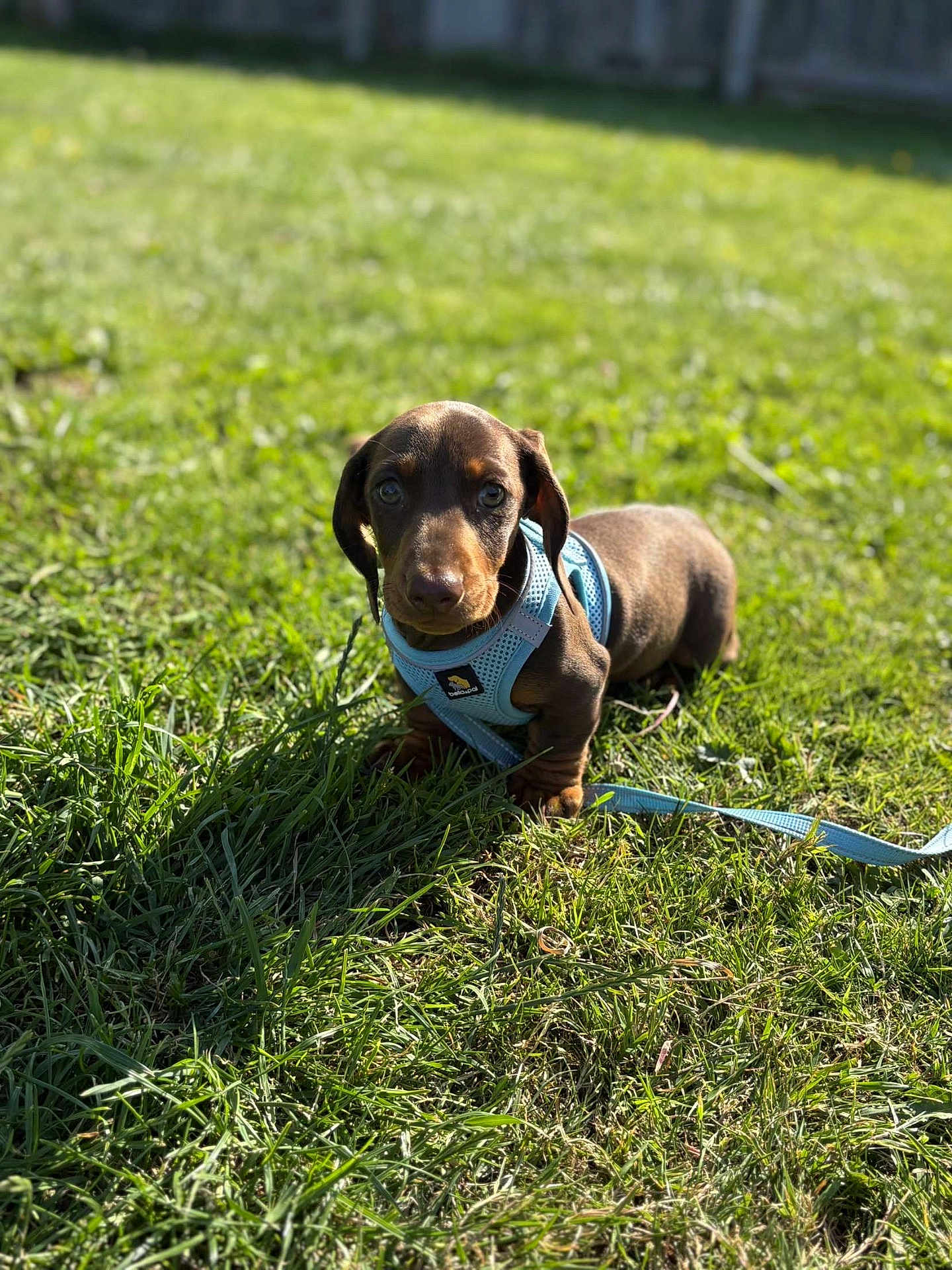Rolo