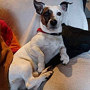 Rusty participe au concours pour gagner de l'argent avec cette photo : dog, pet, indoor, couch, chair, white, black_patch, relaxed, alert, animal, fur, ears, collar, paw, home, furniture, domestic, comfort, cute, sitting