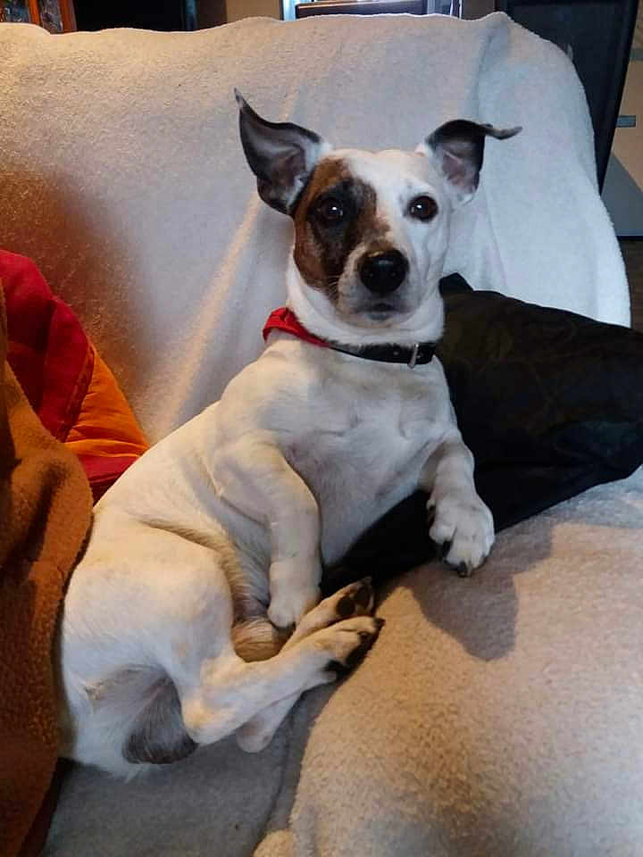 Rusty participe au concours pour gagner de l'argent avec cette photo : dog, pet, indoor, couch, chair, white, black_patch, relaxed, alert, animal, fur, ears, collar, paw, home, furniture, domestic, comfort, cute, sitting