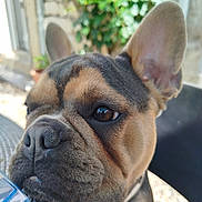 Venus a rejoint le concours — aidez-le/la à gagner de superbes lots ! dog, french_bulldog, close_up, pet, animal, ears, face, brown, black, outdoor, greenery, stone_wall, collar, snout, resting, curious, daylight, portrait, canine, fur