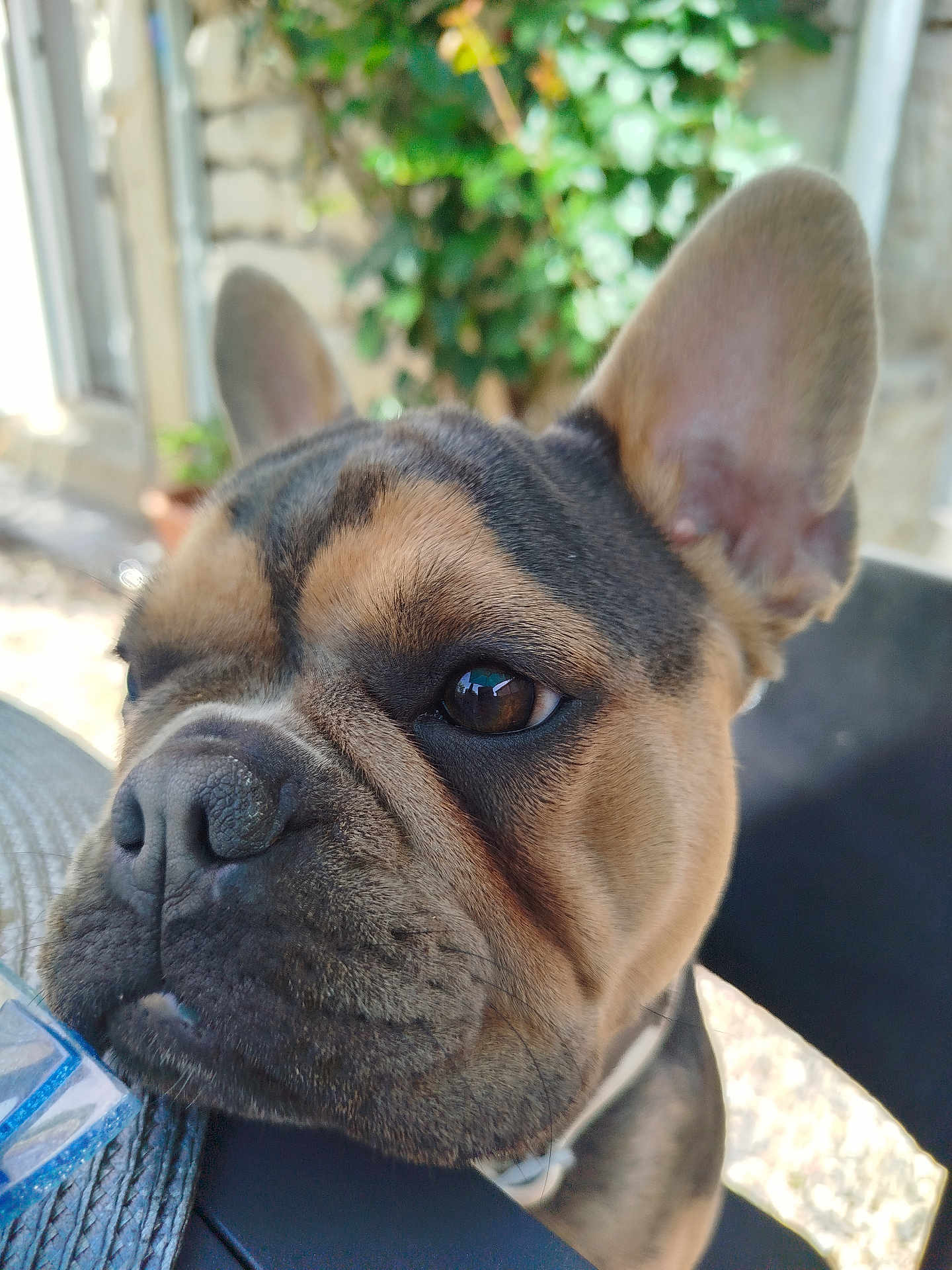 Venus a rejoint le concours — aidez-le/la à gagner de superbes lots ! dog, french_bulldog, close_up, pet, animal, ears, face, brown, black, outdoor, greenery, stone_wall, collar, snout, resting, curious, daylight, portrait, canine, fur
