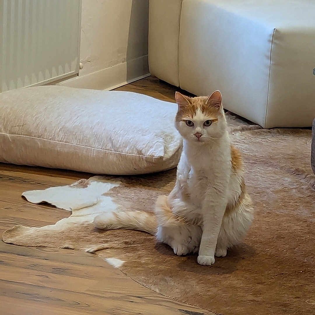 Ulysse a rejoint le concours — aidez-le/la à gagner de superbes lots ! animal, architecture, bed, building, cat, chair, couch, cushion, furniture, hardwood, homedecor, indoors, interiordesign, kitten, livingroom, manx, pet, plywood, room, wood
