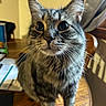 Puddins is registered to the contest to win money with this photo: animal, cat, close_up, cozy, ears, eyes, feline, furniture, gray_fur, home, indoors, nose, pet, photography, portrait, sitting, striped_fur, tabby_cat, whiskers, wooden_table