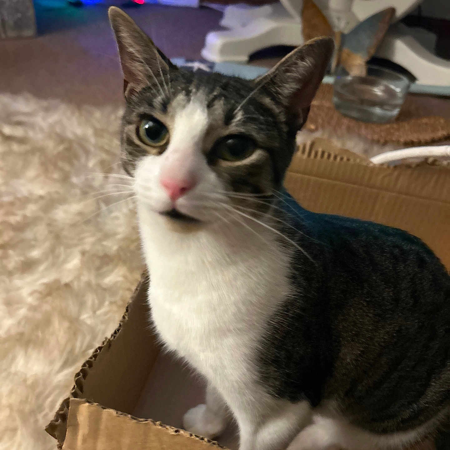 Puddins joined the competition — help win amazing prizes! animal, box, cardboard_box, carpet, cat, close_up, colorful_lights, cozy, curious, ears, fur, green_eyes, home, indoors, pet, portrait, sitting, tabby, whiskers, white_cat