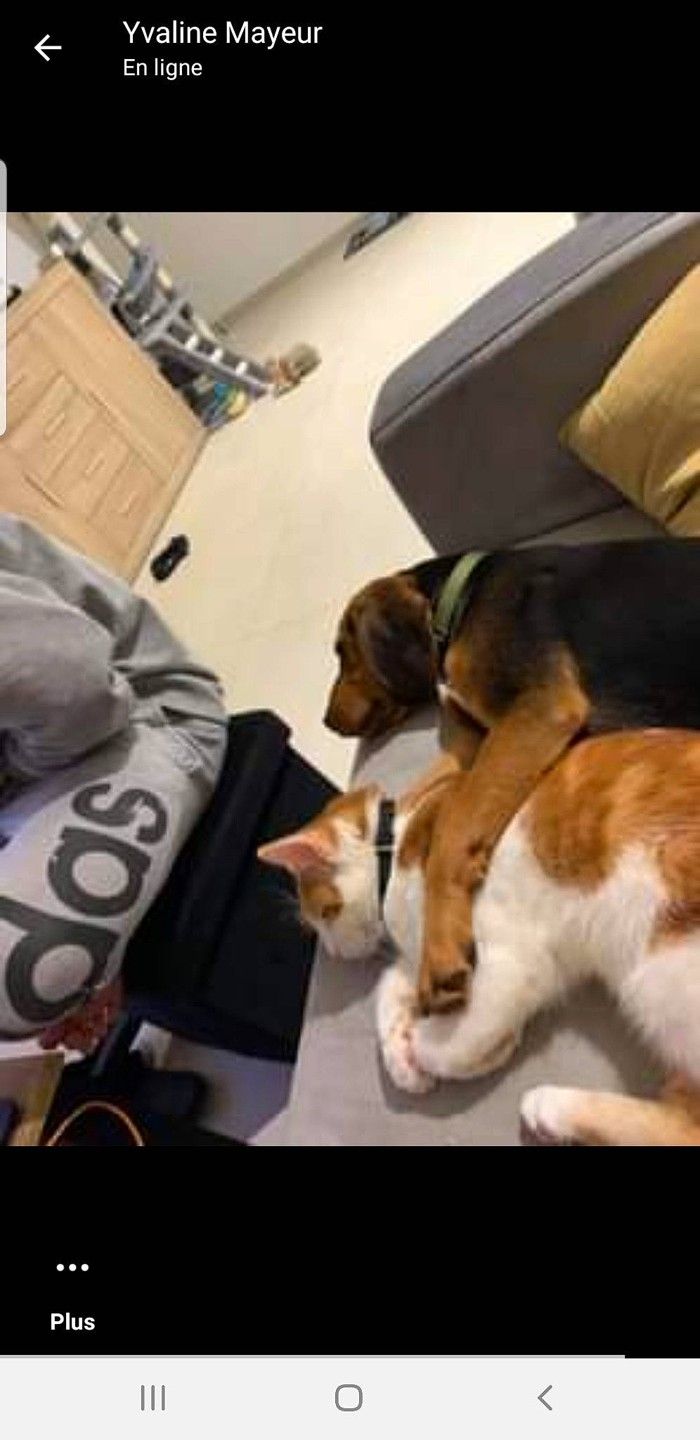 Racailles a rejoint le concours — aidez-le/la à gagner de superbes lots ! beagle, carnivore, collar, comfort, companion_dog, couch, dog, dog_breed, felidae, fur, lap, paw, room, scent_hound, sitting, snout, sporting_group, tail, whiskers, working_animal