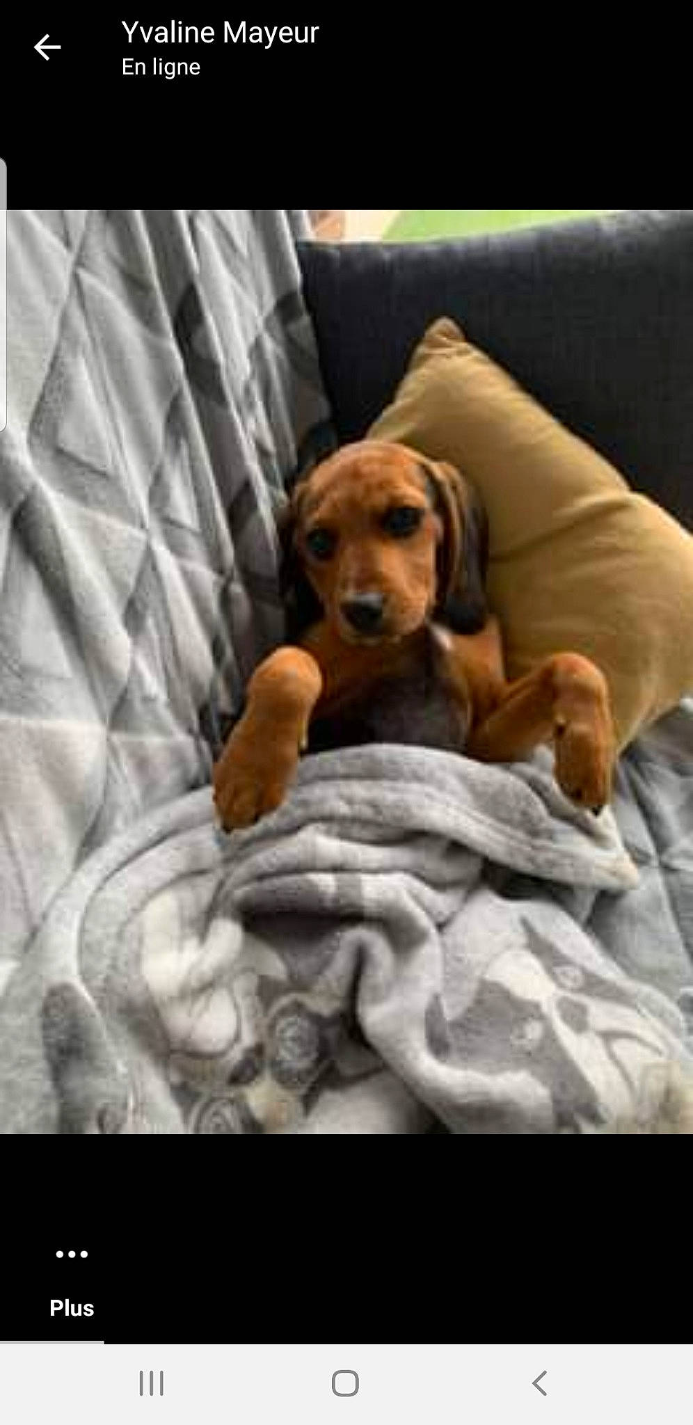 Racailles participe au concours pour gagner de l'argent avec cette photo : bed, bedding, canidae, carnivore, comfort, companion_dog, dog, dog_bed, dog_breed, dog_supply, fawn, fur, hound, linens, liver, mammal, pet_supply, sporting_group, wood, working_animal