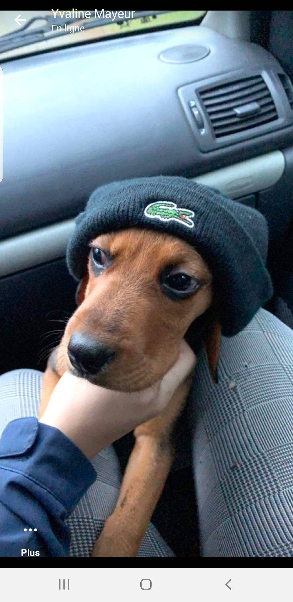 Racailles a rejoint le concours — aidez-le/la à gagner de superbes lots ! audio_equipment, auto_part, automotive_design, automotive_exterior, car_seat, carnivore, companion_dog, dog, dog_breed, eyewear, family_car, goggles, hat, luxury_vehicle, personal_luxury_car, sporting_group, street_fashion, sunglasses, vehicle_door, whiskers