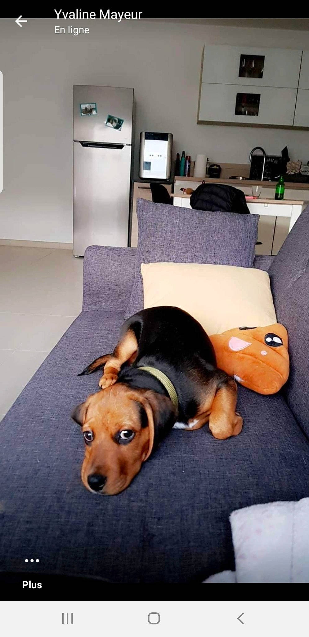 Racailles participe au concours pour gagner de l'argent avec cette photo : carnivore, chair, comfort, companion_dog, couch, dog, dog_breed, fawn, floor, flooring, furniture, hardwood, lamp, living_room, snout, studio_couch, table, television, wood, working_animal