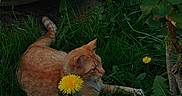 Roucky a rejoint le concours — aidez-le/la à gagner de superbes lots ! cat, orange_cat, dandelion, flower, grass, garden, plant, greenery, outdoor, nature, foliage, pet, animal, relaxing, lying_down, decor, ornament, duck_statue, summer, sunlight