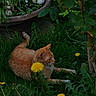 cat, orange_cat, dandelion, flower, grass, garden, plant, greenery, outdoor, nature, foliage, pet, animal, relaxing, lying_down, decor, ornament, duck_statue, summer, sunlight