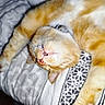 Roucky a rejoint le concours — aidez-le/la à gagner de superbes lots ! cat, ginger_cat, upside_down, bed, blanket, sleeping, pet, feline, cozy, resting, whiskers, paw, cute, indoor, domestic_animal, fur, pattern, comfort, relaxed, animal
