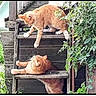 Roucky a rejoint le concours — aidez-le/la à gagner de superbes lots ! cat, orange_cat, wooden_steps, outdoor, greenery, plants, grass, pets, animals, relaxed, sunlight, nature, feline, stairs, resting, two_cats, wood, daylight, cute, domestic_animal