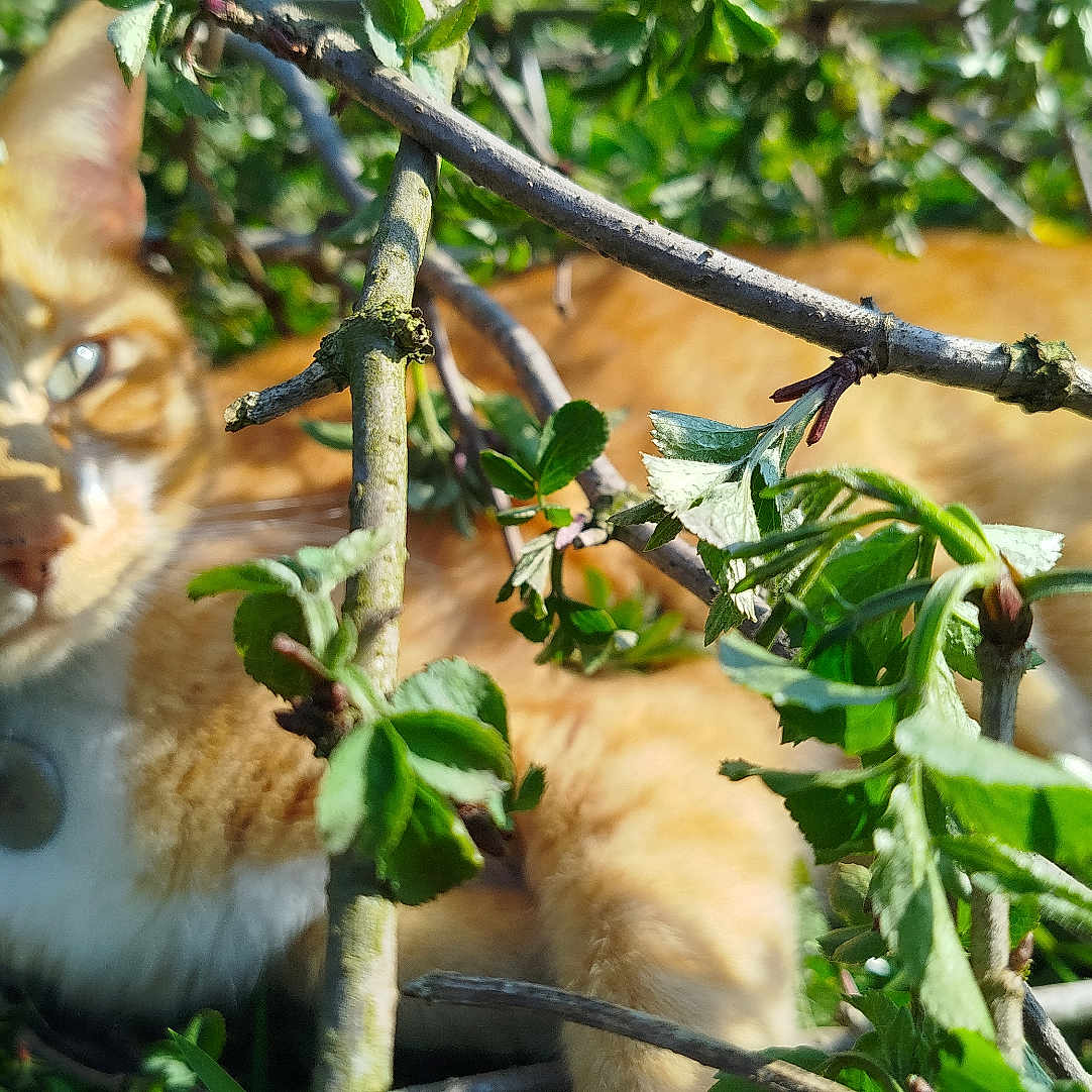 Roucky participe au concours pour gagner de l'argent avec cette photo : cat, orange_tabby, animal, pet, outdoor, greenery, leaves, branches, sunlight, nature, feline, relaxed, closeup, whiskers, collar, daylight, shadows, cute, resting, curious
