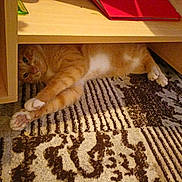 Roucky a rejoint le concours — aidez-le/la à gagner de superbes lots ! cat, orange_tabby, stretching, carpet, patterned_rug, wooden_shelf, indoor, pet, feline, relaxed, curious, paws, floor, home_interior, cozy, animal, whiskers, fur, resting, cute