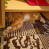 cat, orange_tabby, stretching, carpet, patterned_rug, wooden_shelf, indoor, pet, feline, relaxed, curious, paws, floor, home_interior, cozy, animal, whiskers, fur, resting, cute