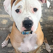 Colt joined the competition — help win amazing prizes! dog, pet, animal, canine, sitting, white, tan, collar, ears, face, eyes, nose, paws, fur, indoor, rug, pattern, looking_up, closeup, portrait
