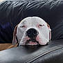 dog, resting, sleeping, couch, leather, white_dog, indoor, relaxation, pet, animal, snout, closeup, peaceful, nose, ears, window, blinds, soft_light, home, comfort