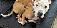 Colt is registered to the contest to win money with this photo: animal, brown, canine, carpet, collar, companion, cozy, curled_up, cute, dog, domestic_animal, furniture, home, indoor, leather_couch, looking_at_camera, pet, relaxed, resting, white