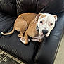 Colt is registered to the contest to win money with this photo: dog, pet, brown, white, leather_couch, indoor, carpet, curled_up, looking_at_camera, relaxed, collar, furniture, home, animal, cute, companion, resting, canine, domestic_animal, cozy