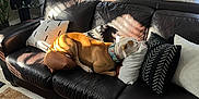 Colt is registered to the contest to win money with this photo: dog, couch, pillow, leather, window, sunlight, indoor, plant, rug, clock, living_room, brown, white, relaxing, decor, home, furniture, sunlight_pattern, resting, cozy