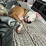 Colt is registered to the contest to win money with this photo: dog, sleeping, blanket, bed, quilt, living_room, couch, pillow, relaxing, resting, pet, indoor, cozy, fur, collar, home, comfortable, animal, canine, nap